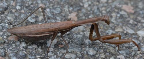 Réf. 294 862 : Mantis religiosa